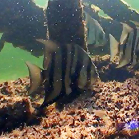 Buceo en Campeche